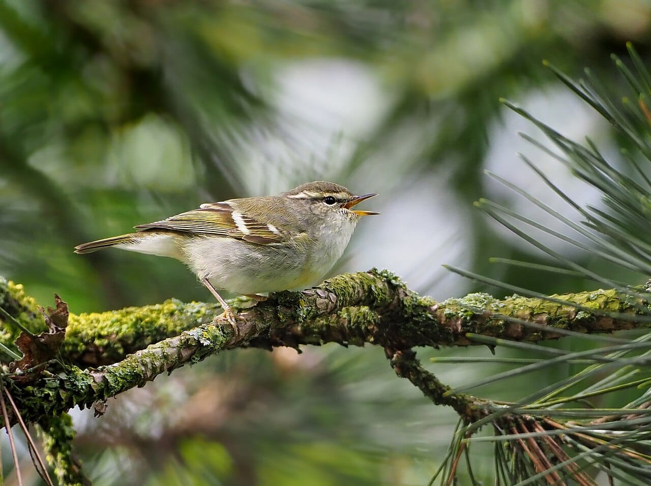 Tajgasångare (Phylloscopus inornatus) — foto
