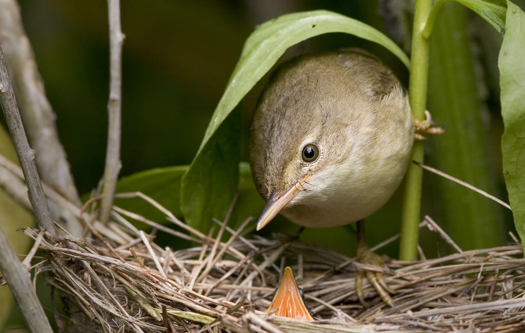 Kärrsångare (Acrocephalus palustris) — foto