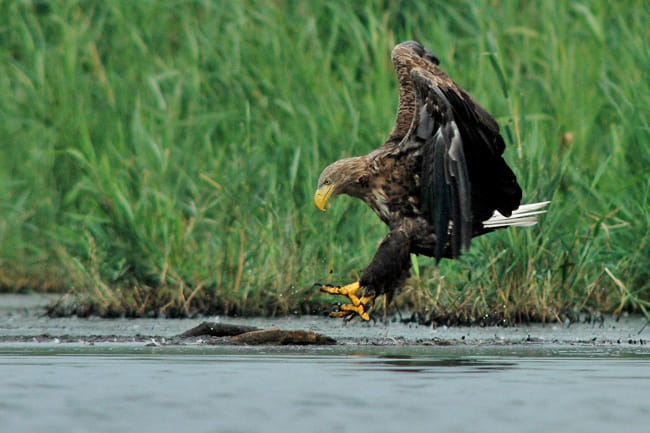 Havsörn (Haliaeetus albicilla) — foto