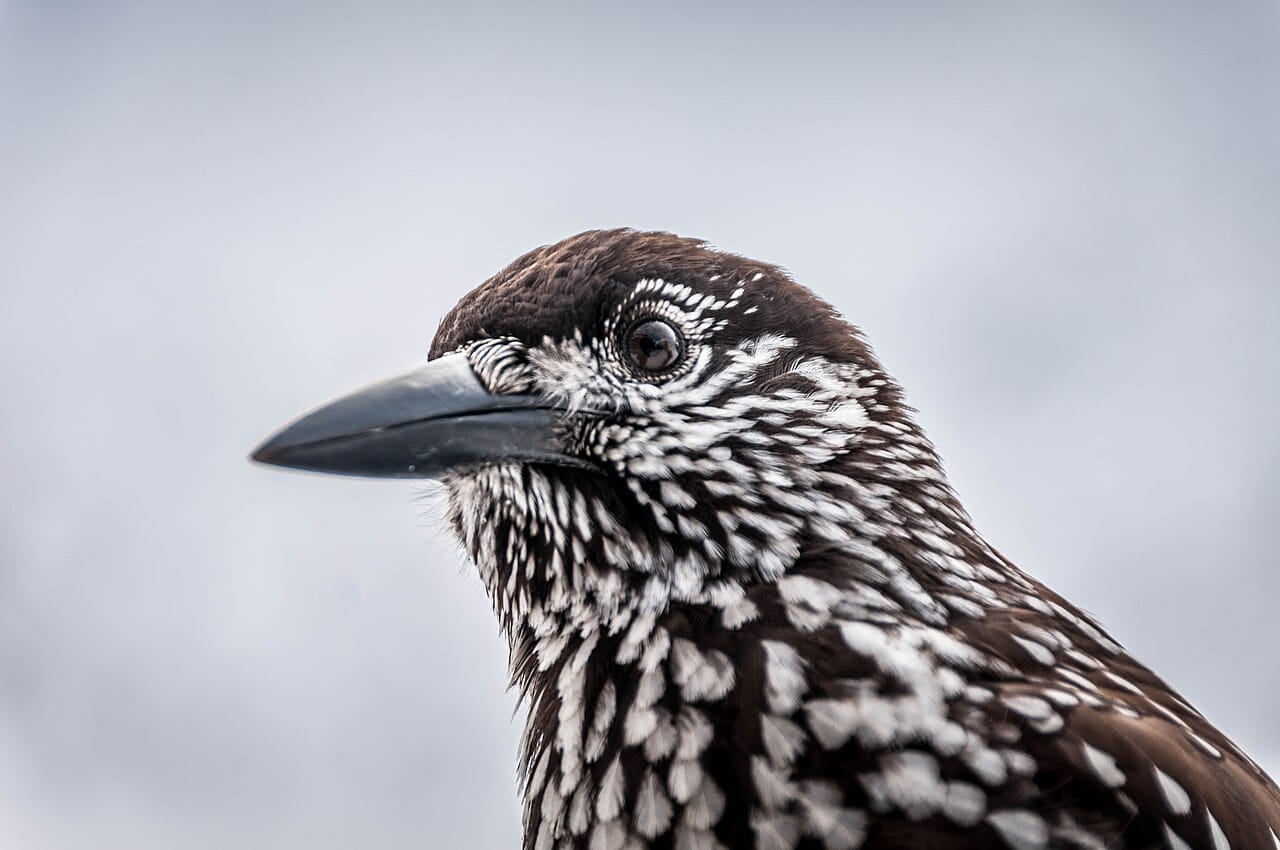 Nötkråka (Nucifraga caryocatactes) — foto