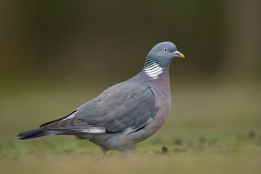 Ringduva (Columba palumbus) — foto