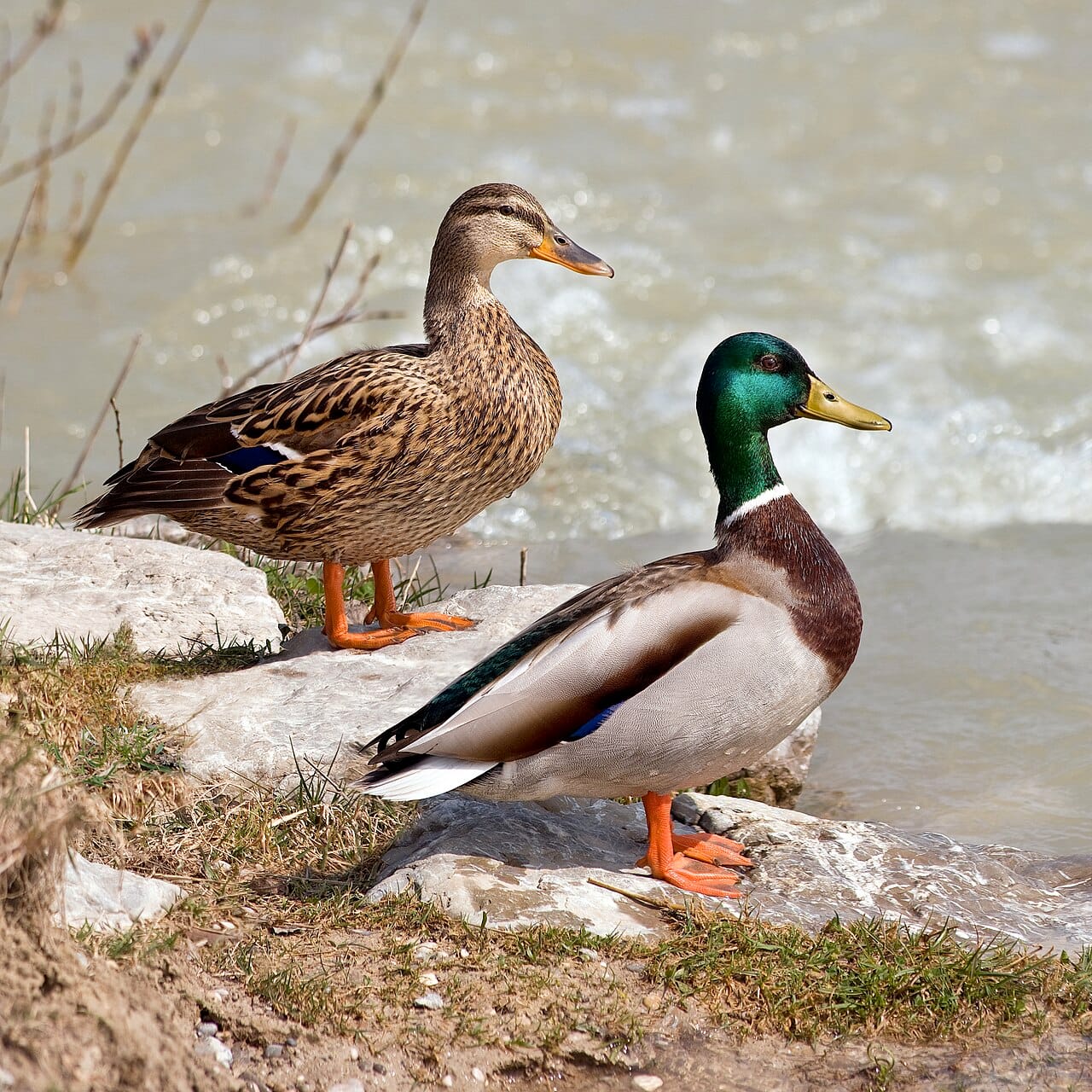 Gräsand (Anas platyrhynchos) — foto