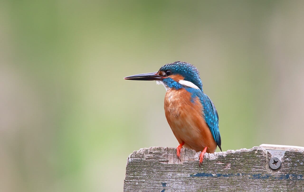 Kungsfiskare (Alcedo atthis) — foto