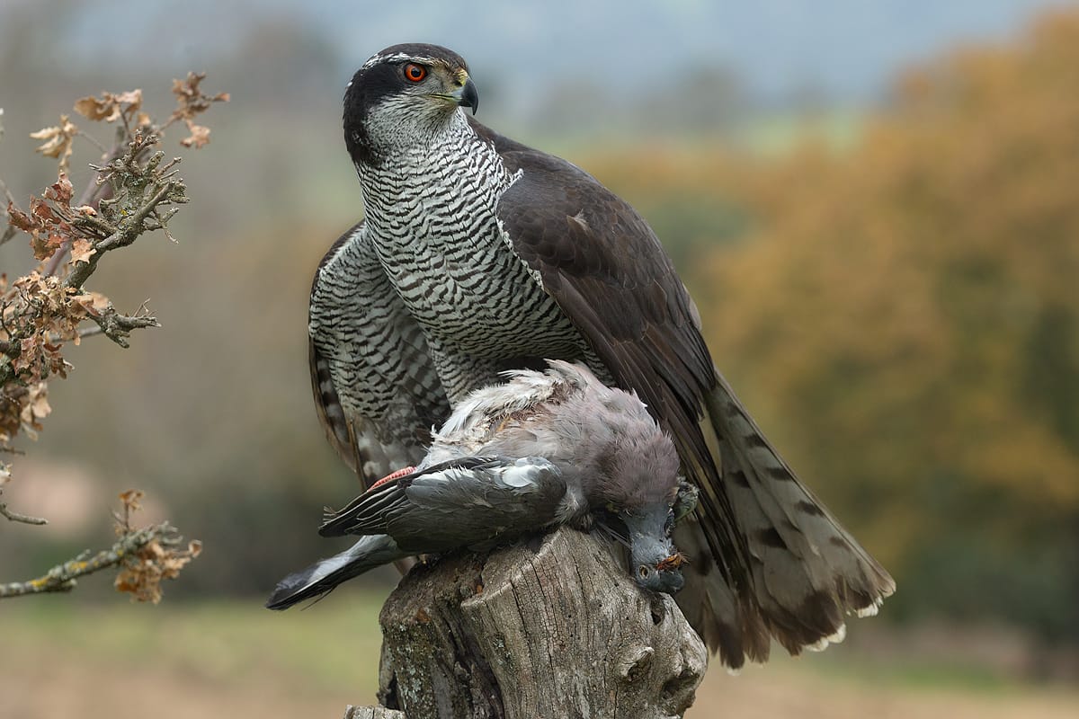 Duvhök (Accipiter gentilis) — foto