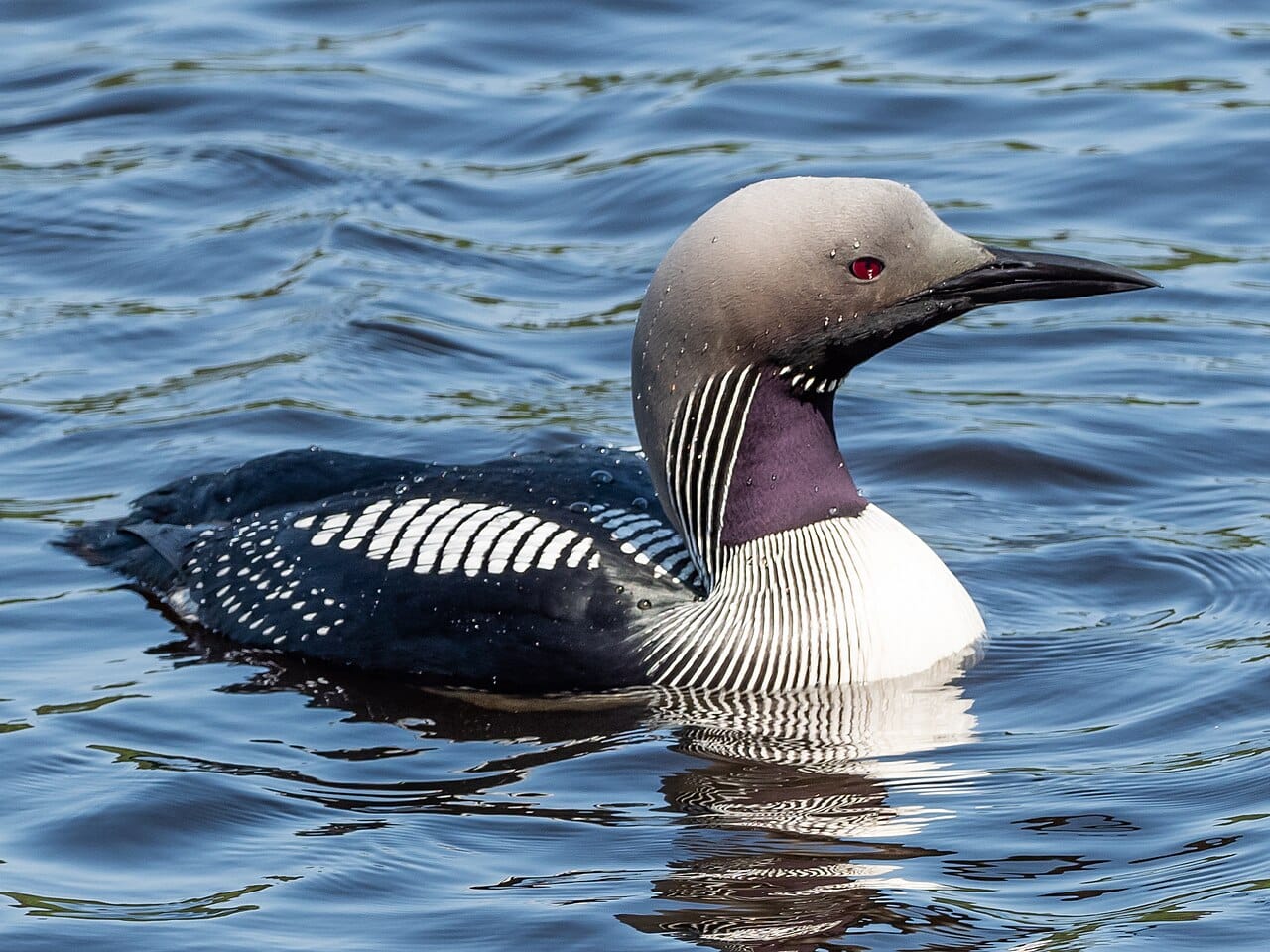 Storlom (Gavia arctica) — foto