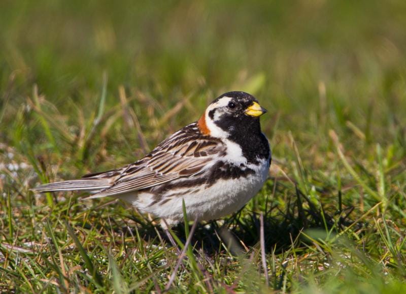 Lappsparv (Calcarius lapponicus) — foto