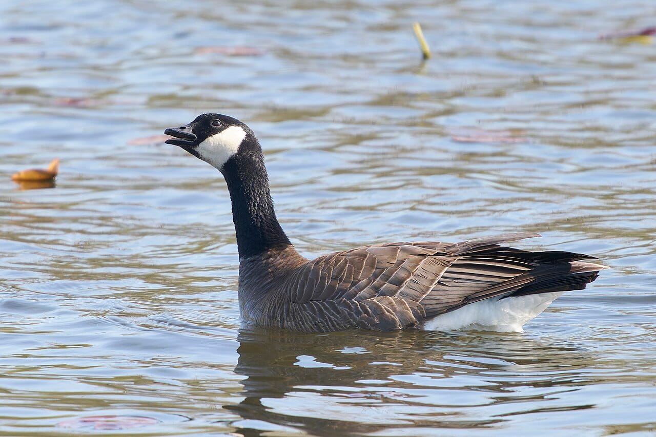 Grönländsk kanadagås (Branta hutchinsii) — foto