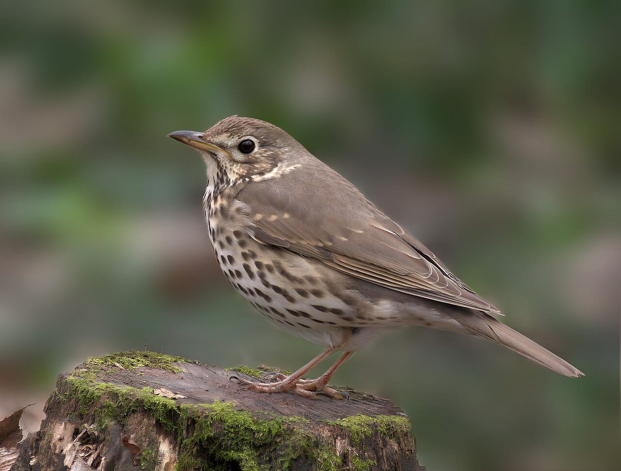 Taltrast (Turdus philomelos) — foto
