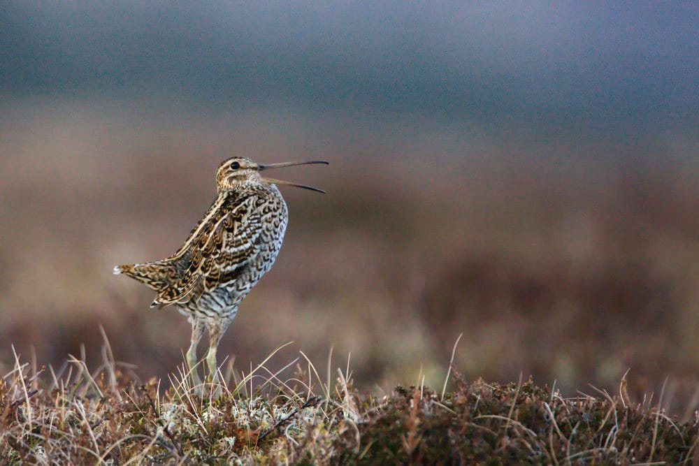 Dubbelbeckasin (Gallinago media) — foto