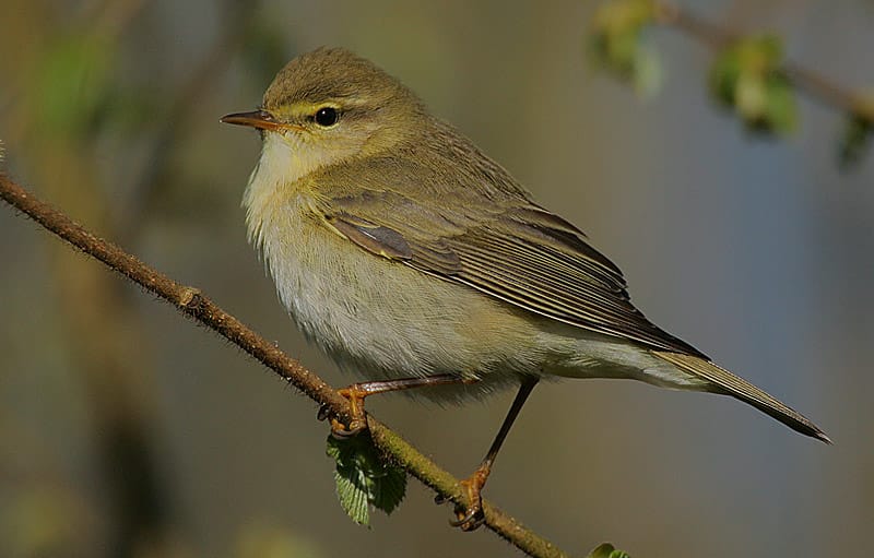 Lövsångare (Phylloscopus trochilus) — foto