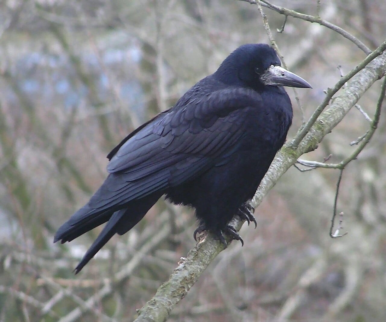 Råka (Corvus frugilegus) — foto