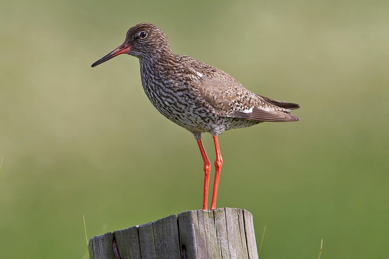 Rödbena (Tringa totanus) — foto