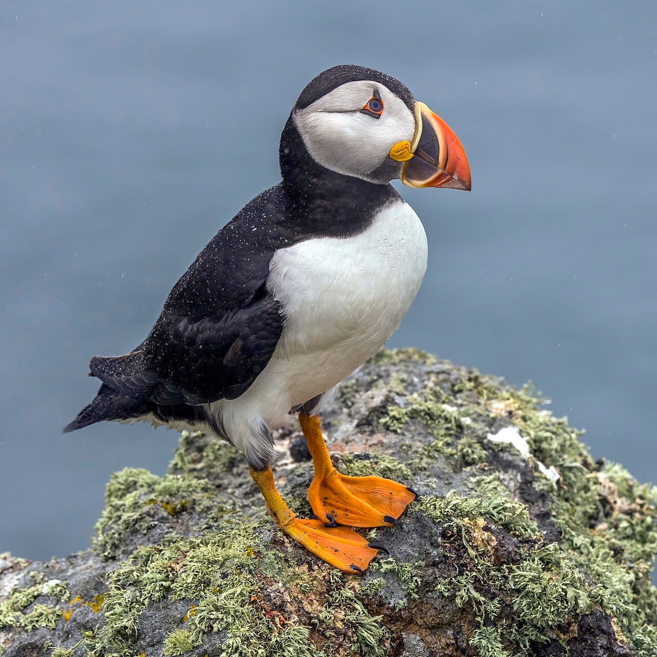 Lunnefågel (Fratercula arctica) — foto