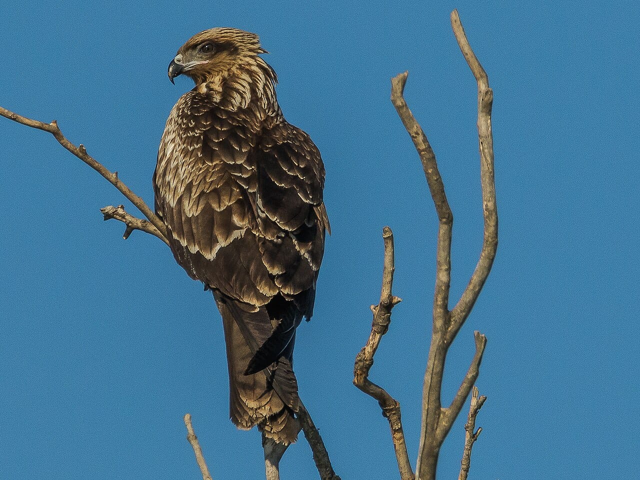 Brun glada (Milvus migrans) — foto