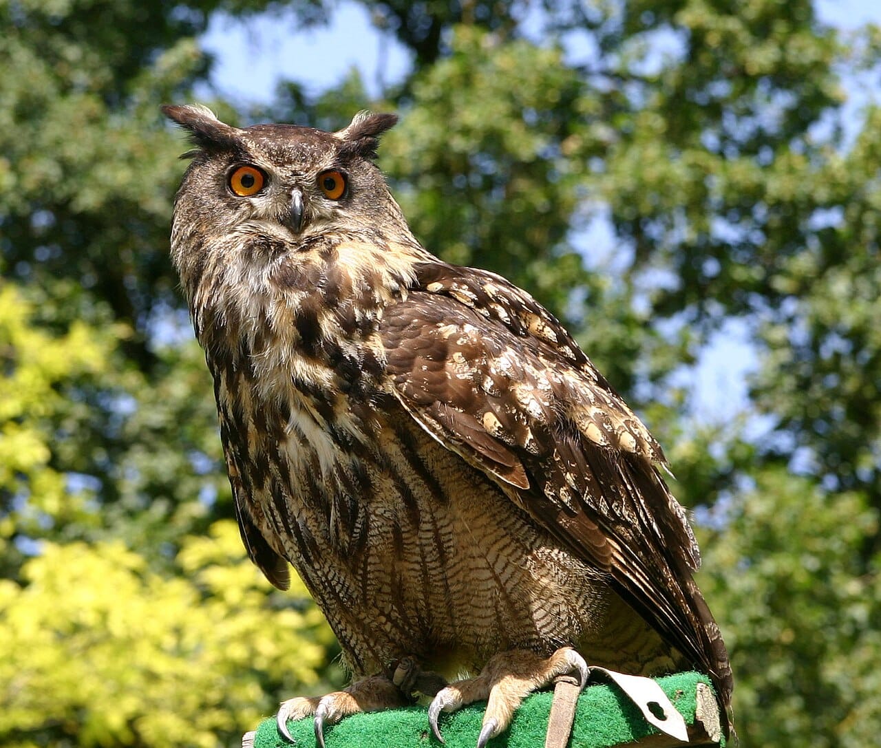 Berguv (Bubo bubo) — foto