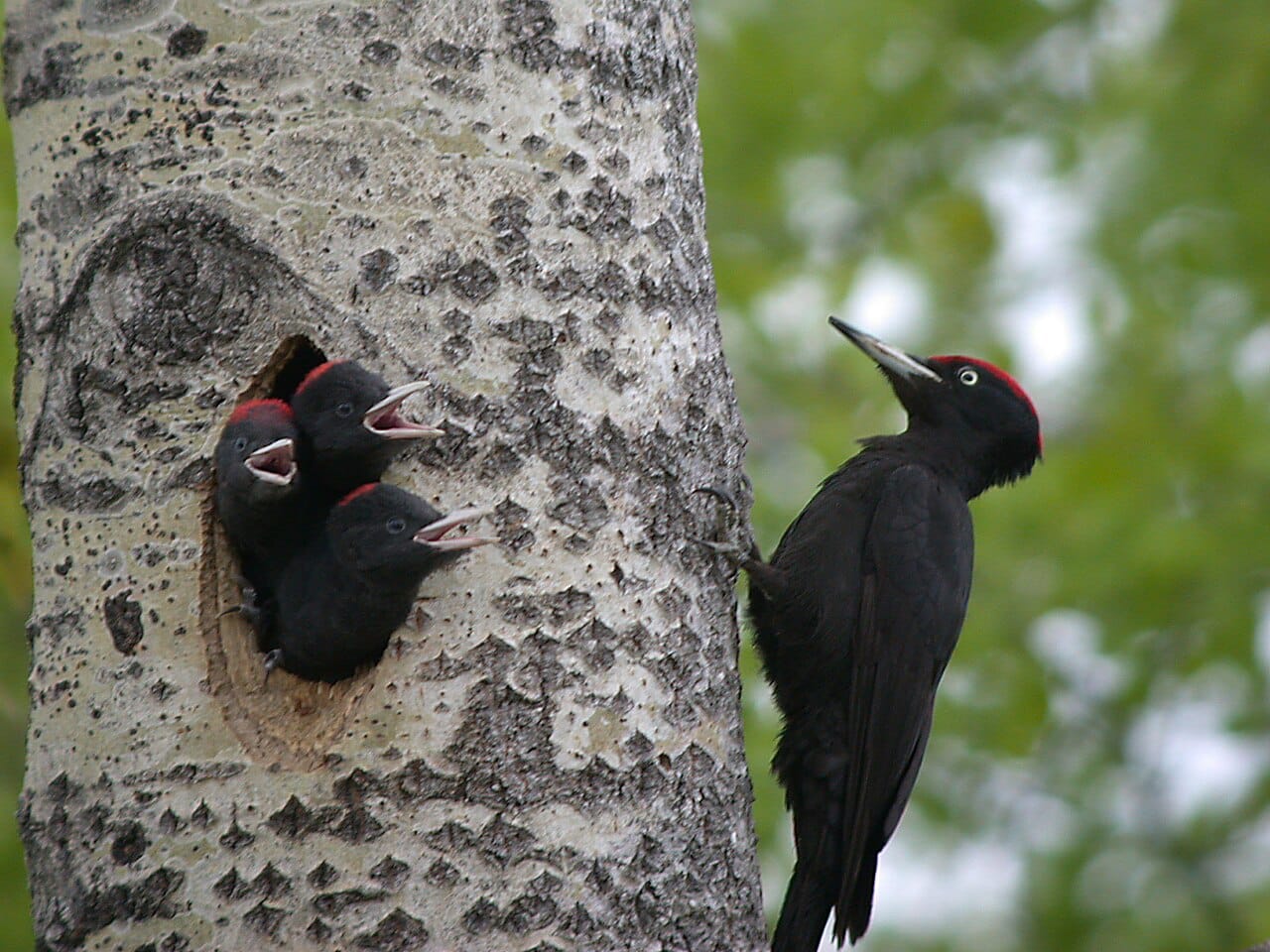 Spillkråka (Dryocopus martius) — foto