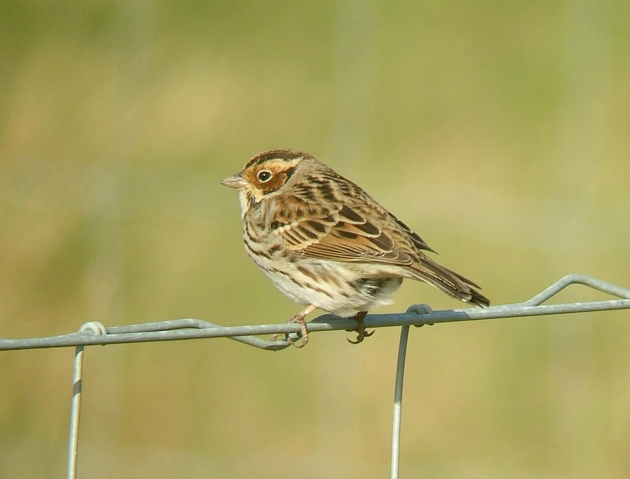Dvärgsparv (Emberiza pusilla) — foto