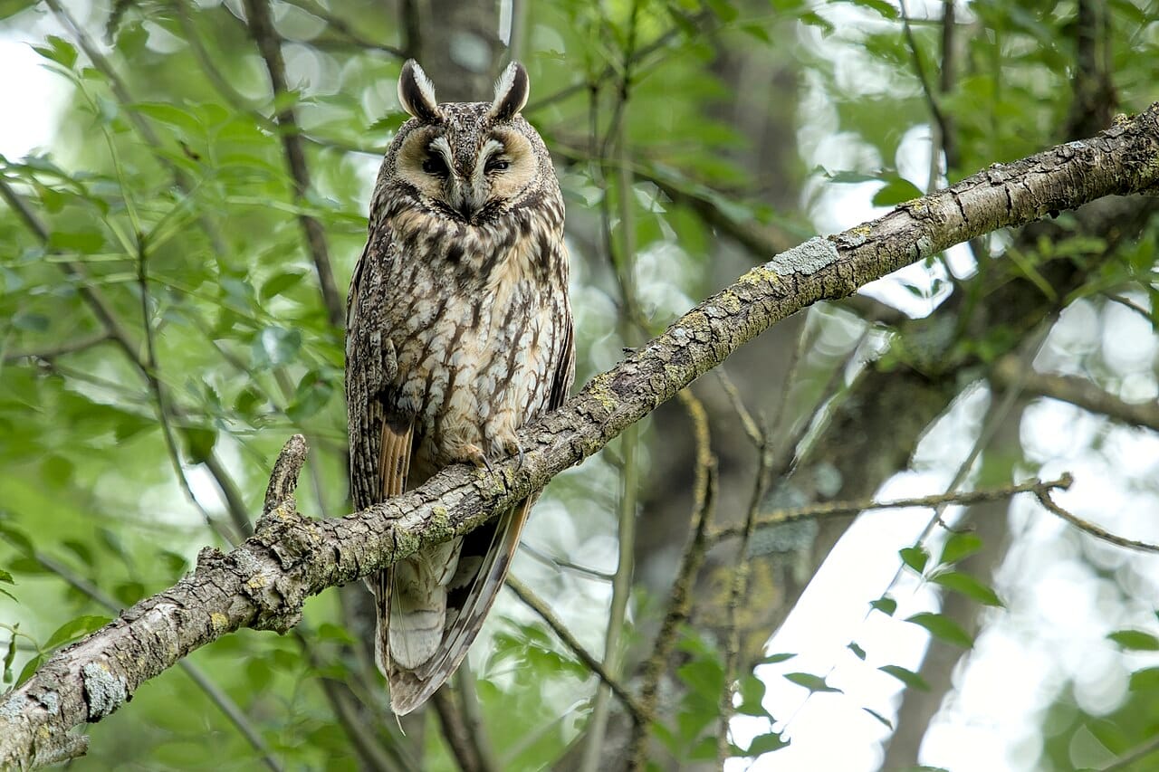 Hornuggla (Asio otus) — foto