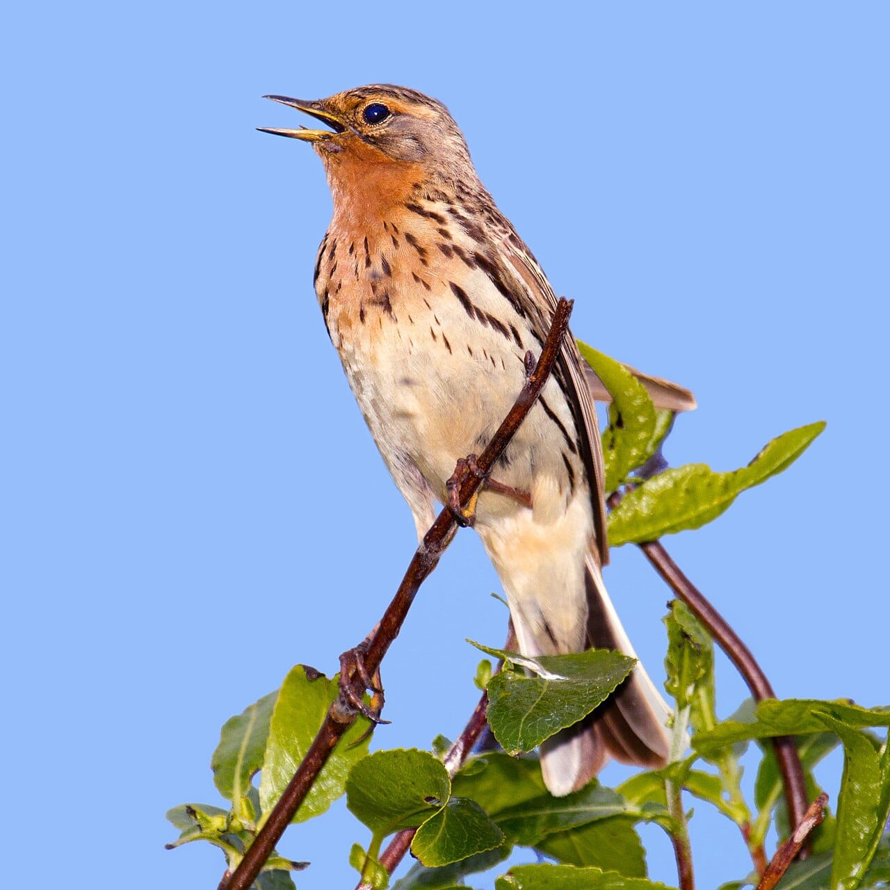 Rödstrupig piplärka (Anthus cervinus) — foto
