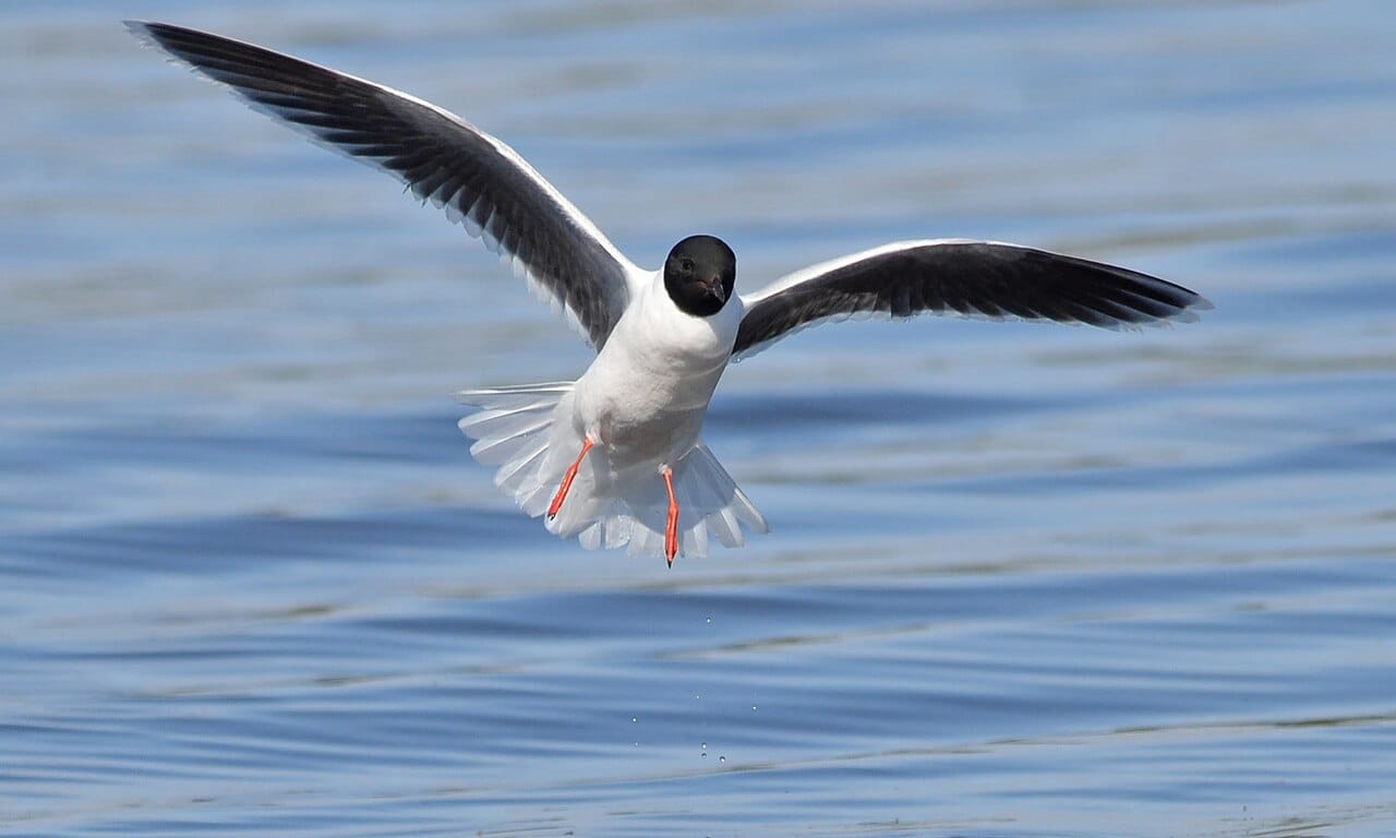 Dvärgmås (Hydrocoloeus minutus) — foto