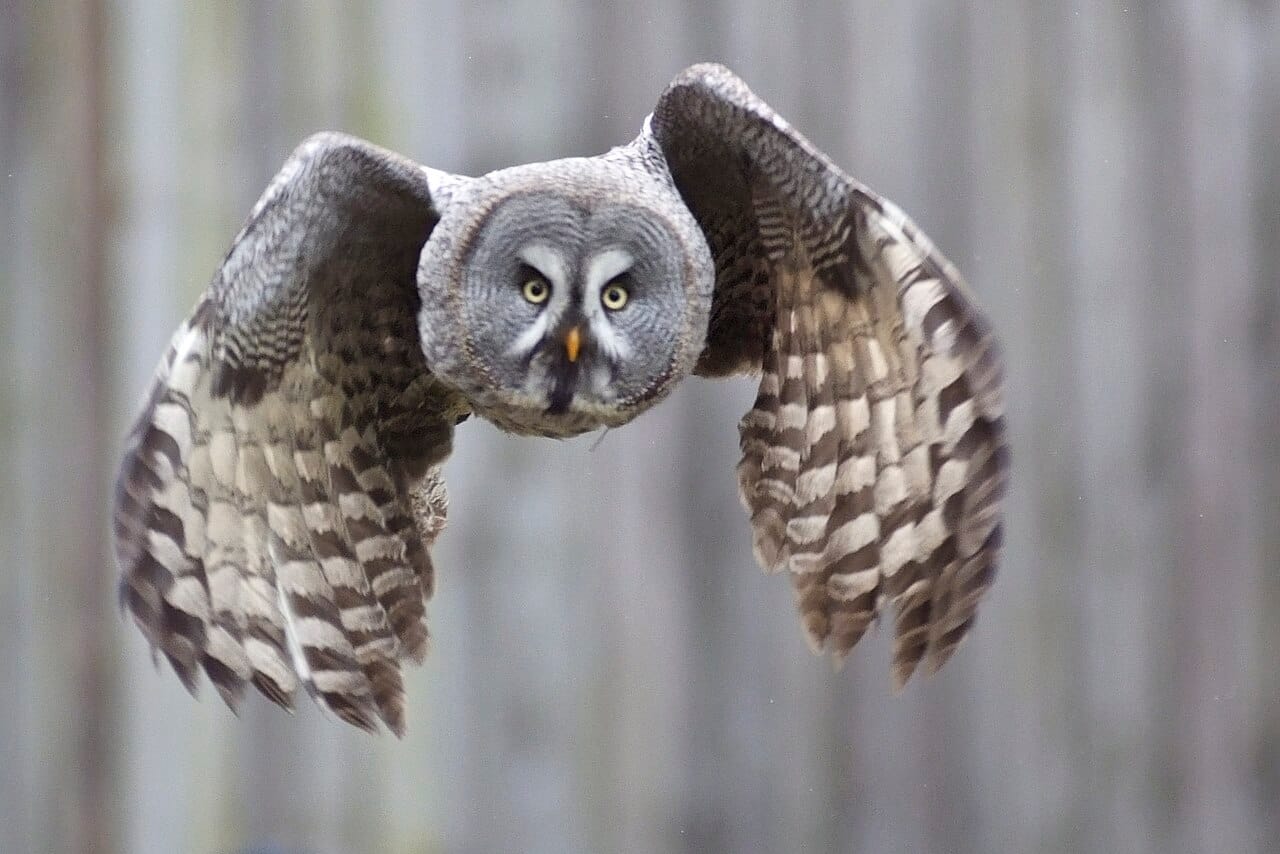 Lappuggla (Strix nebulosa) — foto
