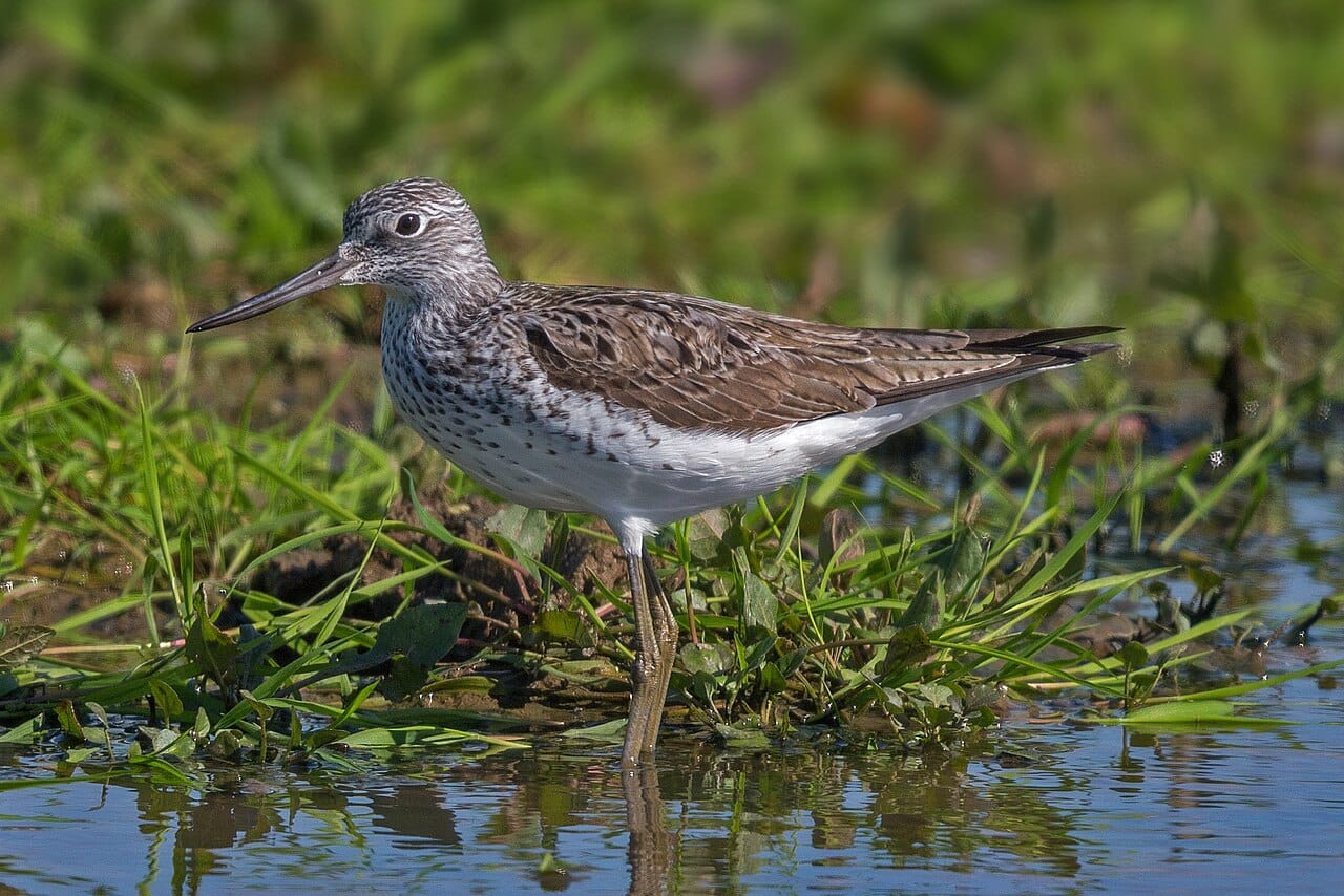 Gluttsnäppa (Tringa nebularia) — foto
