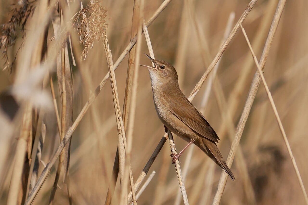 Vassångare (Locustella luscinioides) — foto