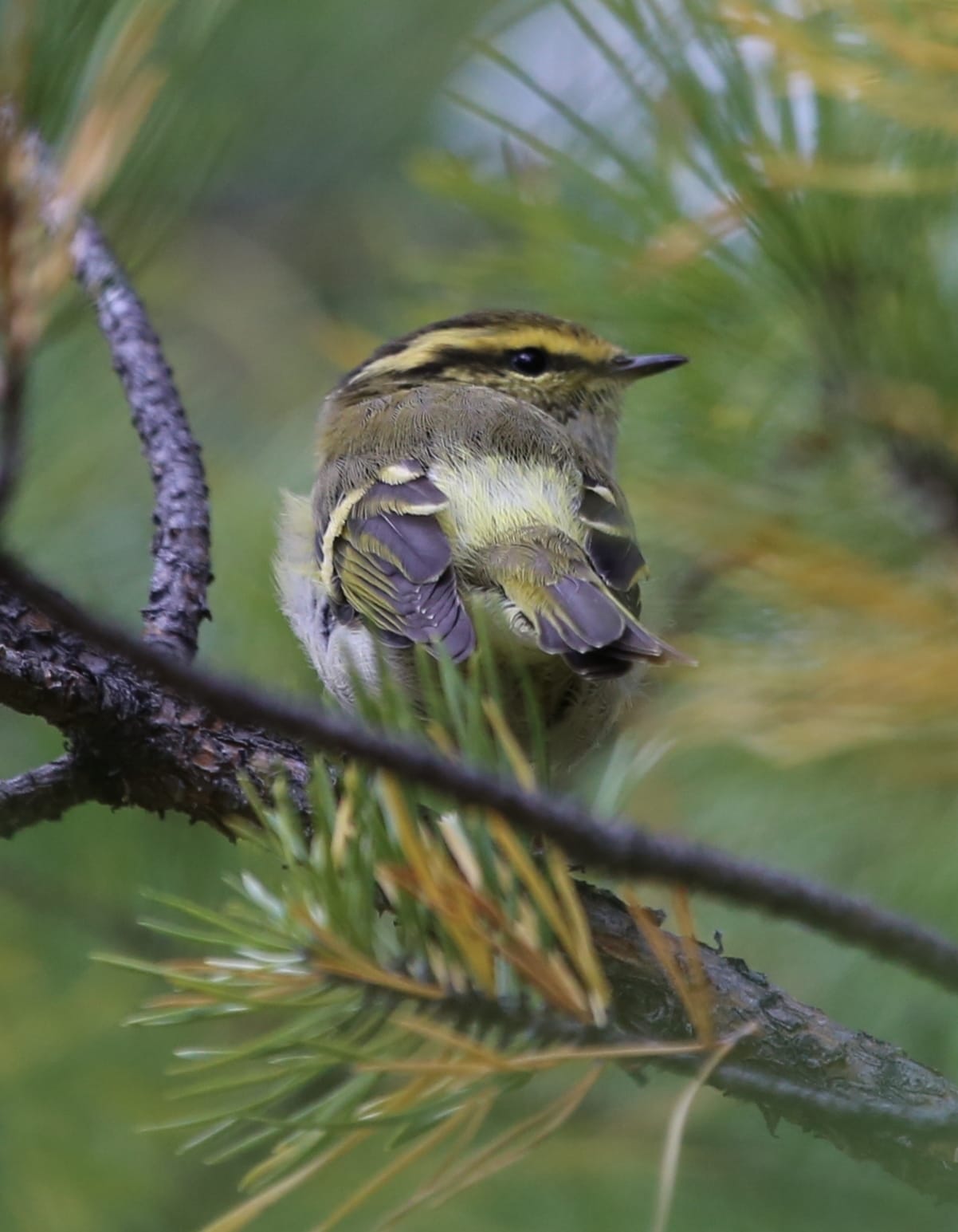 Kungsfågelsångare (Phylloscopus proregulus) — foto