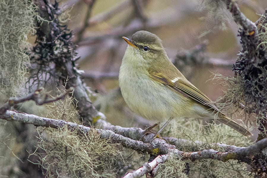 Lundsångare (Phylloscopus trochiloides) — foto