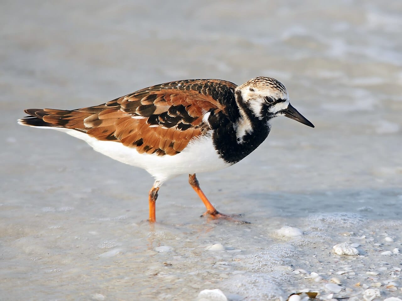 Roskarl (Arenaria interpres) — foto