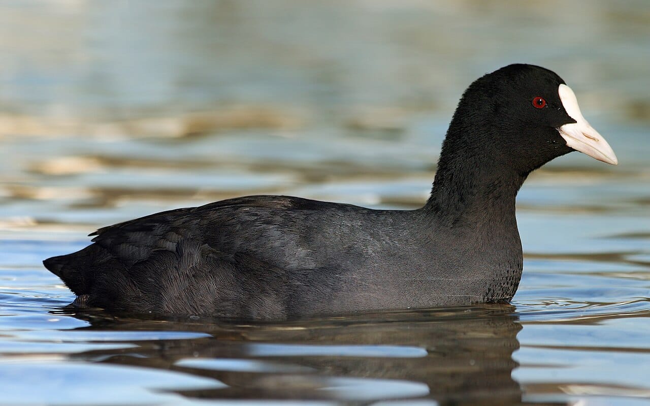 Sothöna (Fulica atra) — foto
