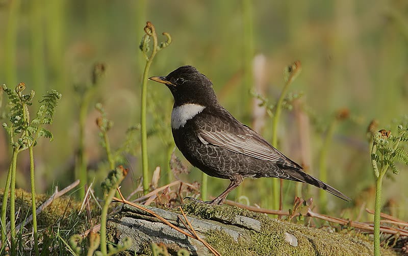 Ringtrast (Turdus torquatus) — foto
