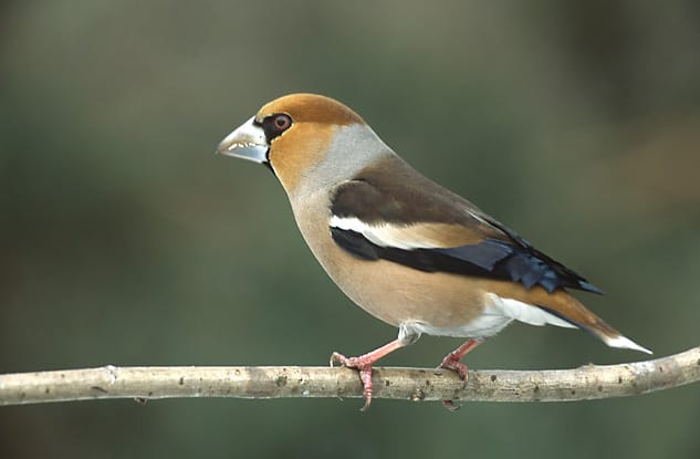 Stenknäck (Coccothraustes coccothraustes) — foto