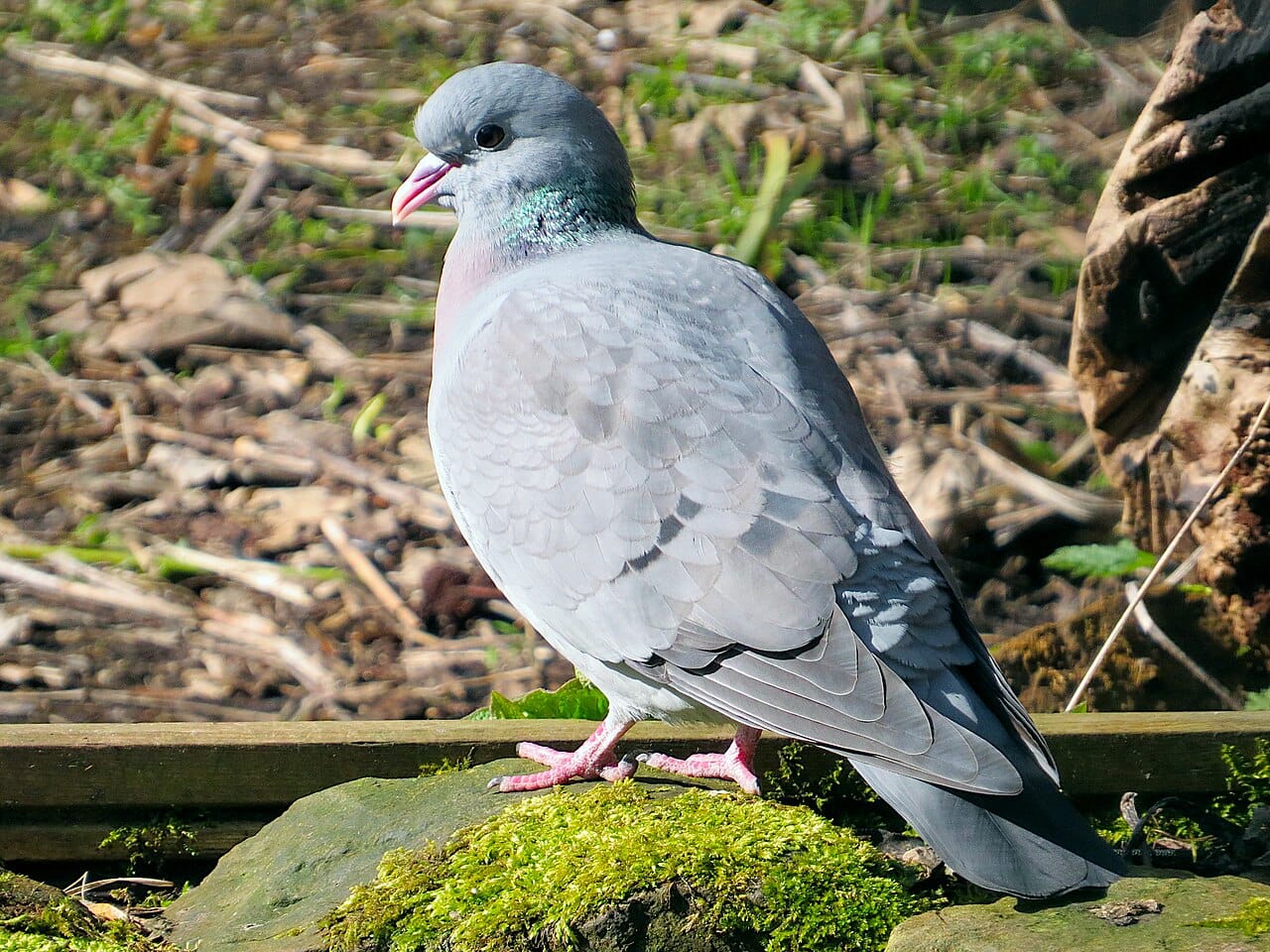 Skogsduva (Columba oenas) — foto