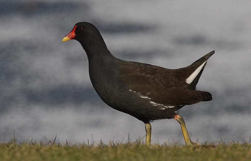 Rörhöna (Gallinula chloropus) — foto