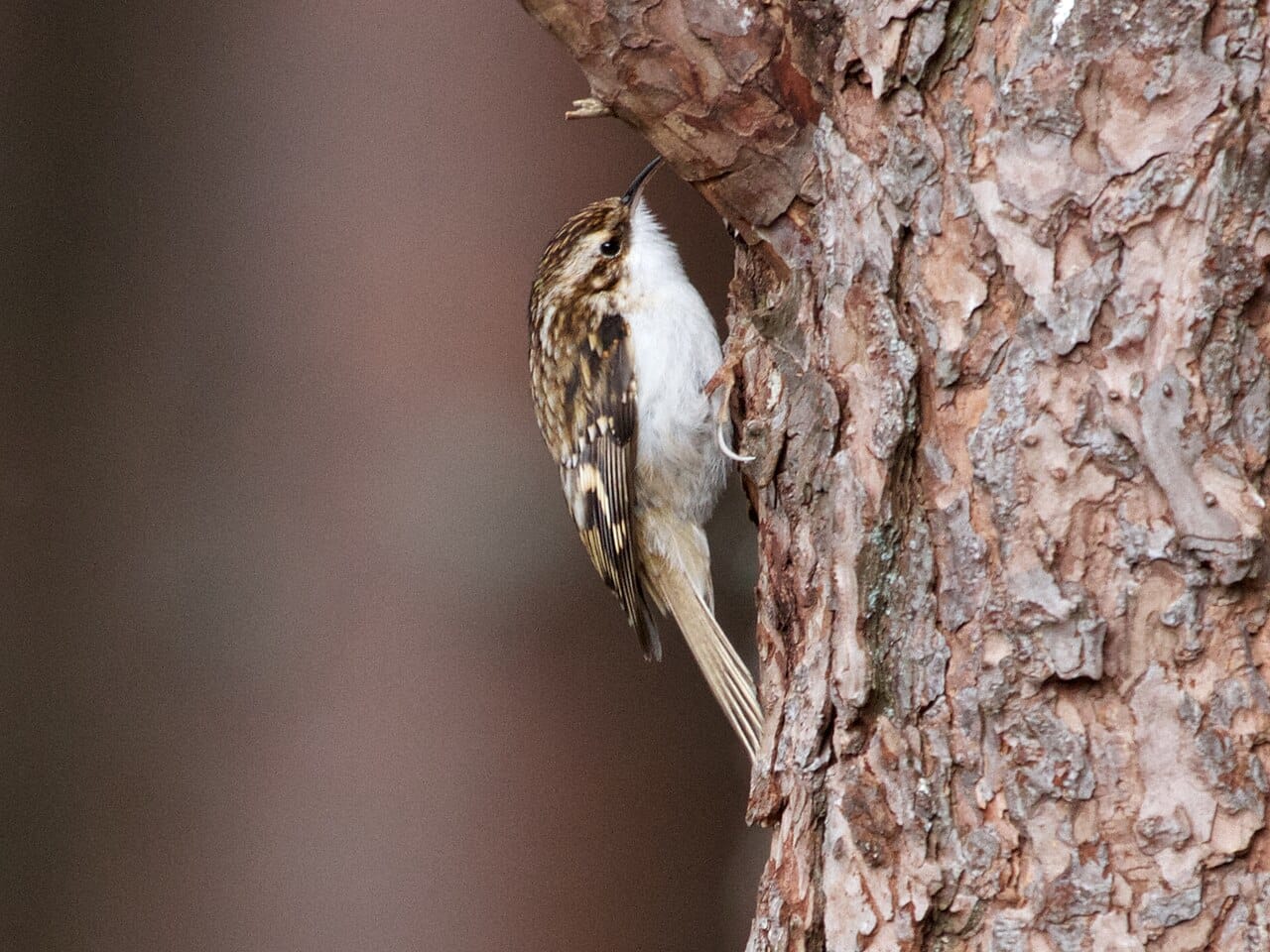 Trädkrypare (Certhia familiaris) — foto