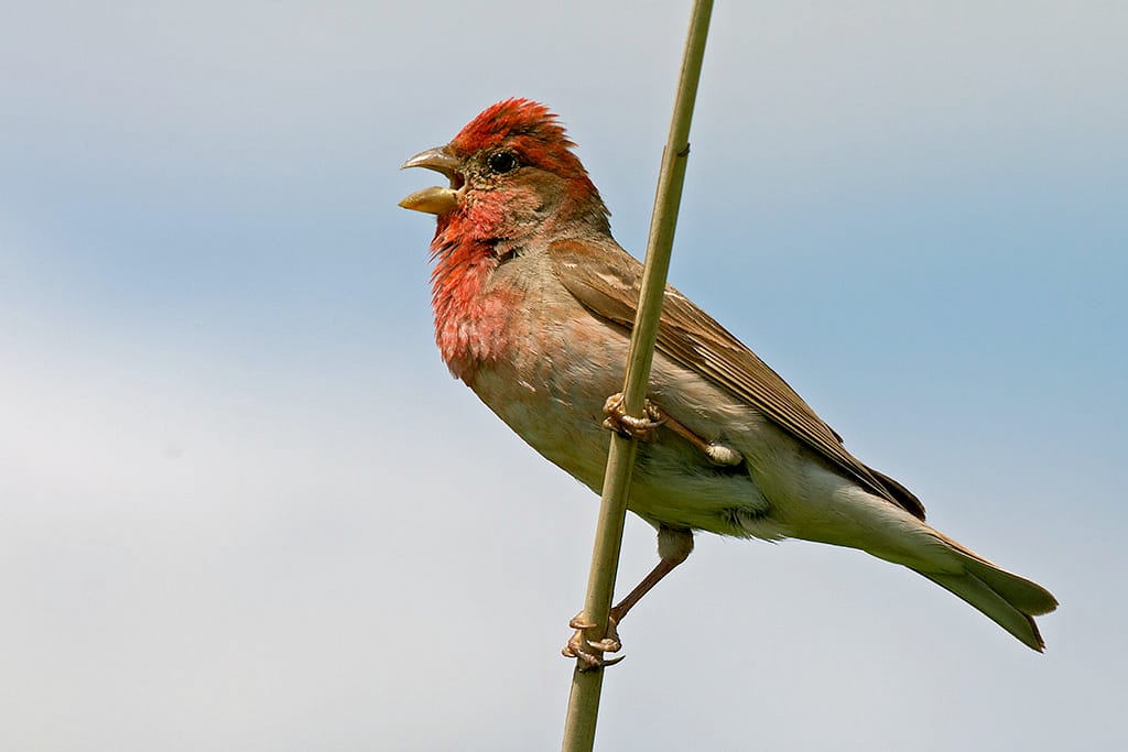Rosenfink (Carpodacus erythrinus) — foto