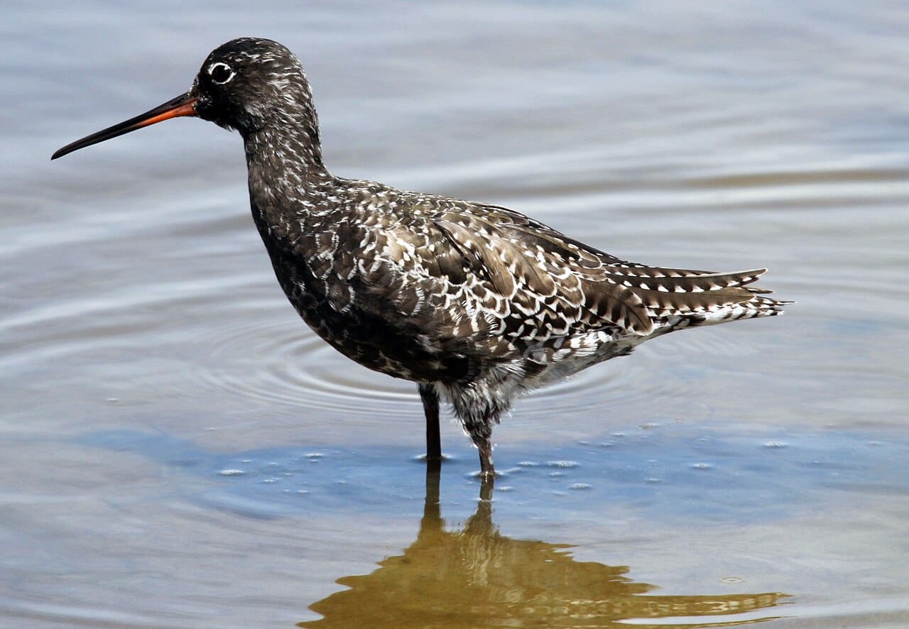 Svartsnäppa (Tringa erythropus) — foto