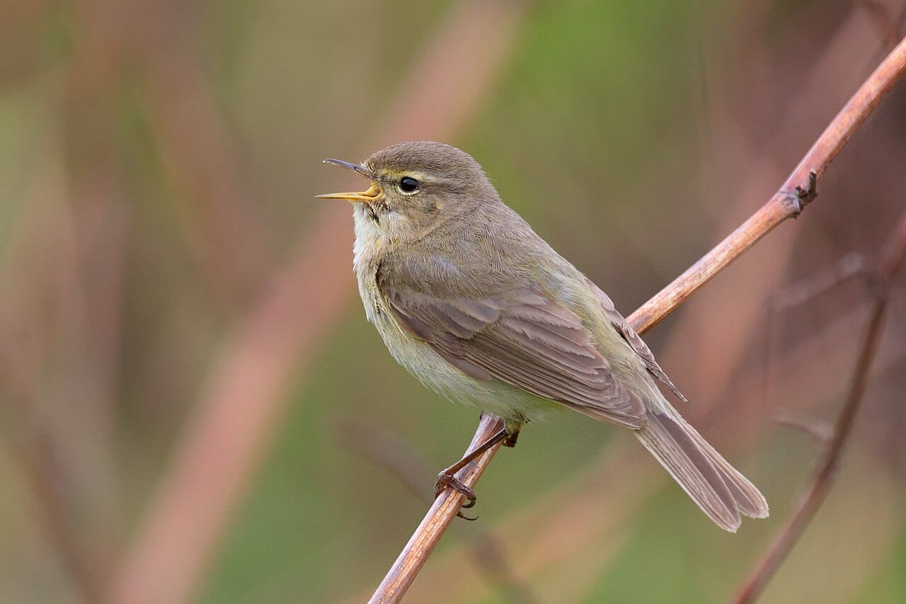 Gransångare (Phylloscopus collybita) — foto