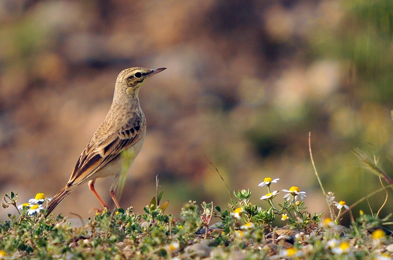 Fältpiplärka (Anthus campestris) — foto