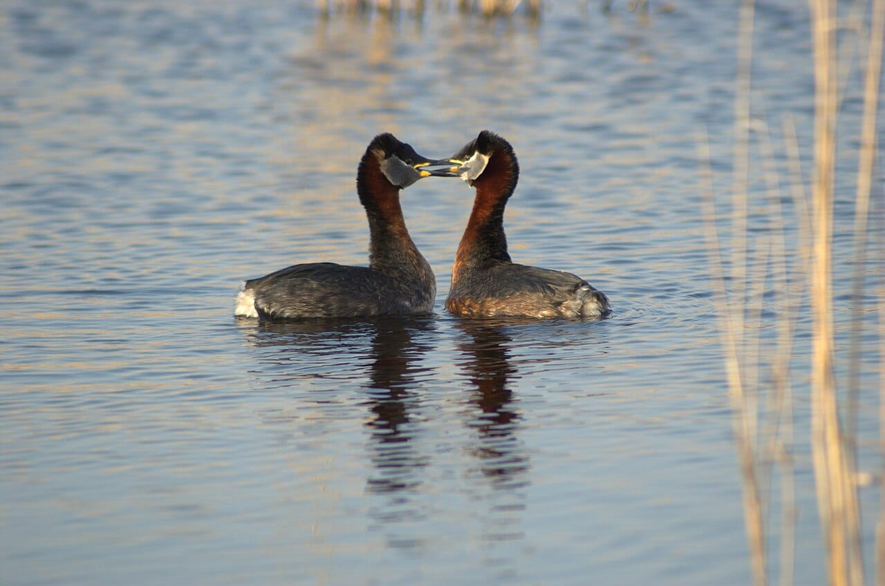Gråhakedopping (Podiceps grisegena) — foto