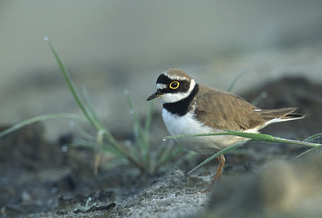 Mindre strandpipare (Charadrius dubius) — foto