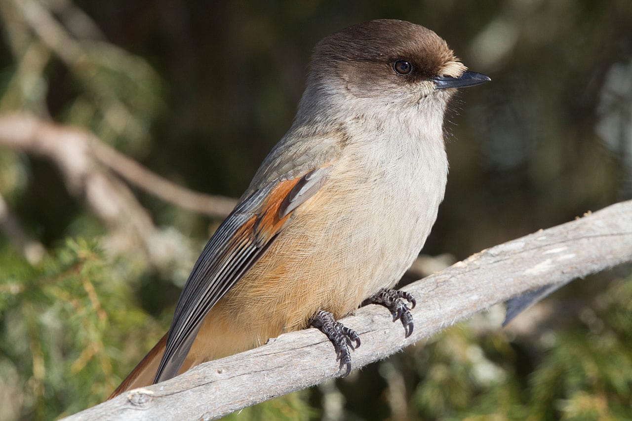 Lavskrika (Perisoreus infaustus) — foto