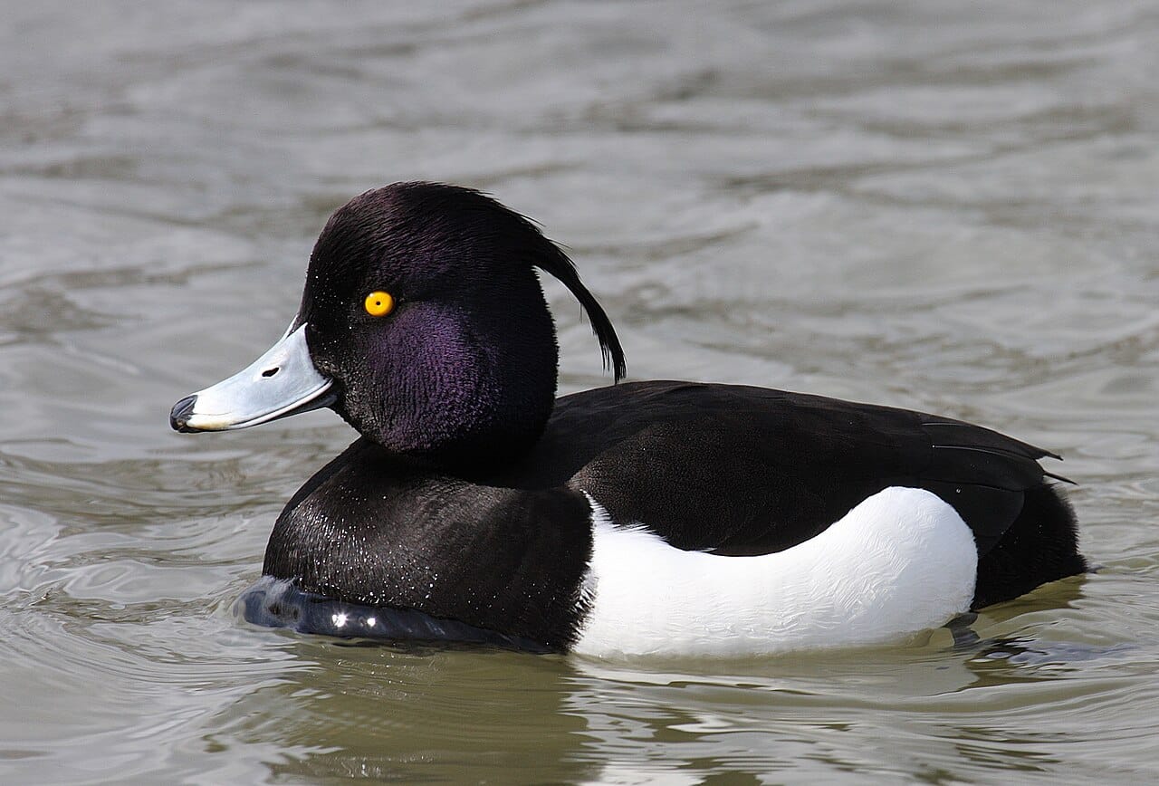 Vigg (Aythya fuligula) — foto