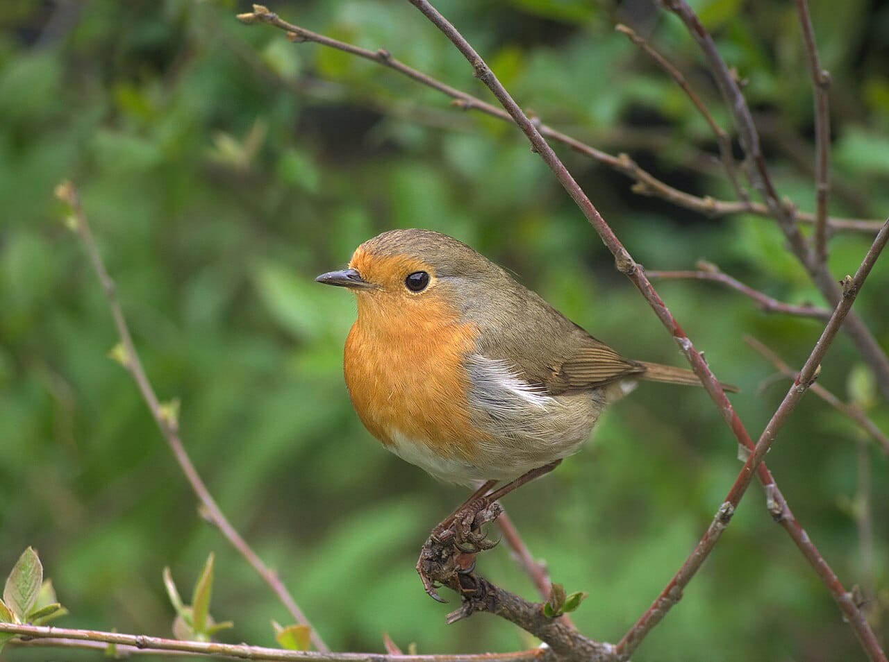 Rödhake (Erithacus rubecula) — foto