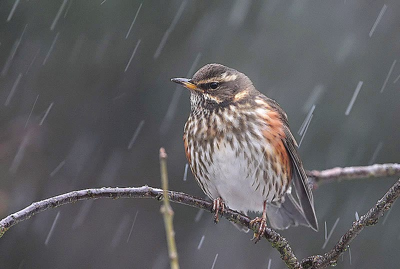 Rödvingetrast (Turdus iliacus) — foto