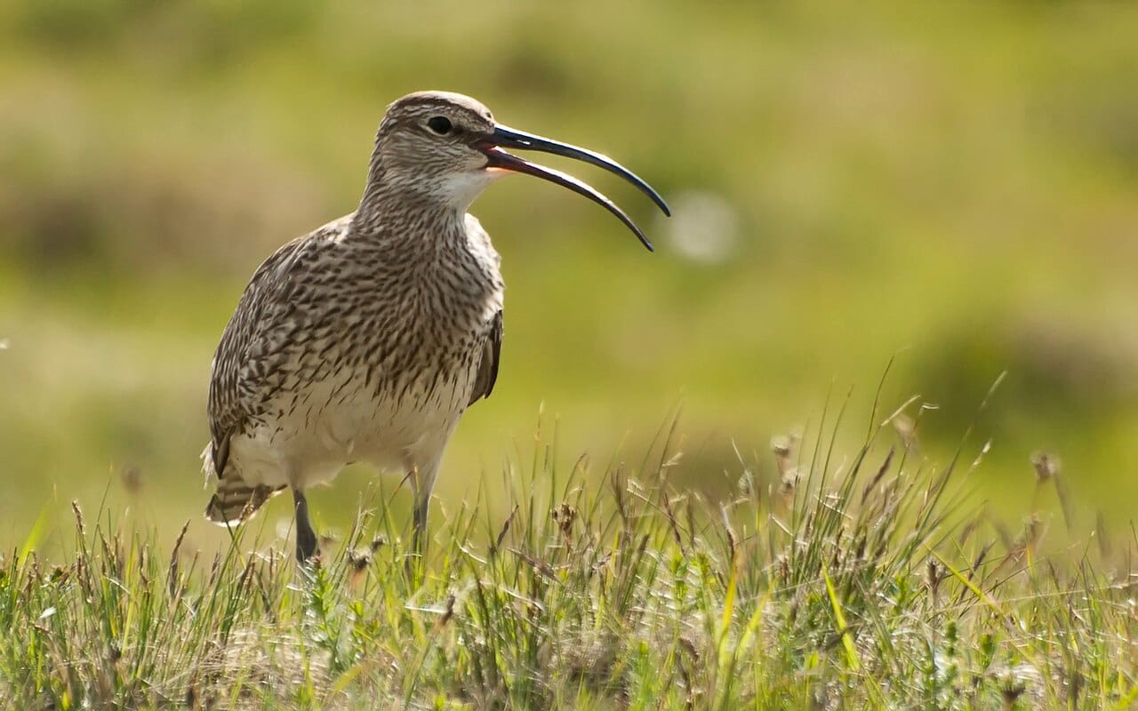 Småspov (Numenius phaeopus) — foto