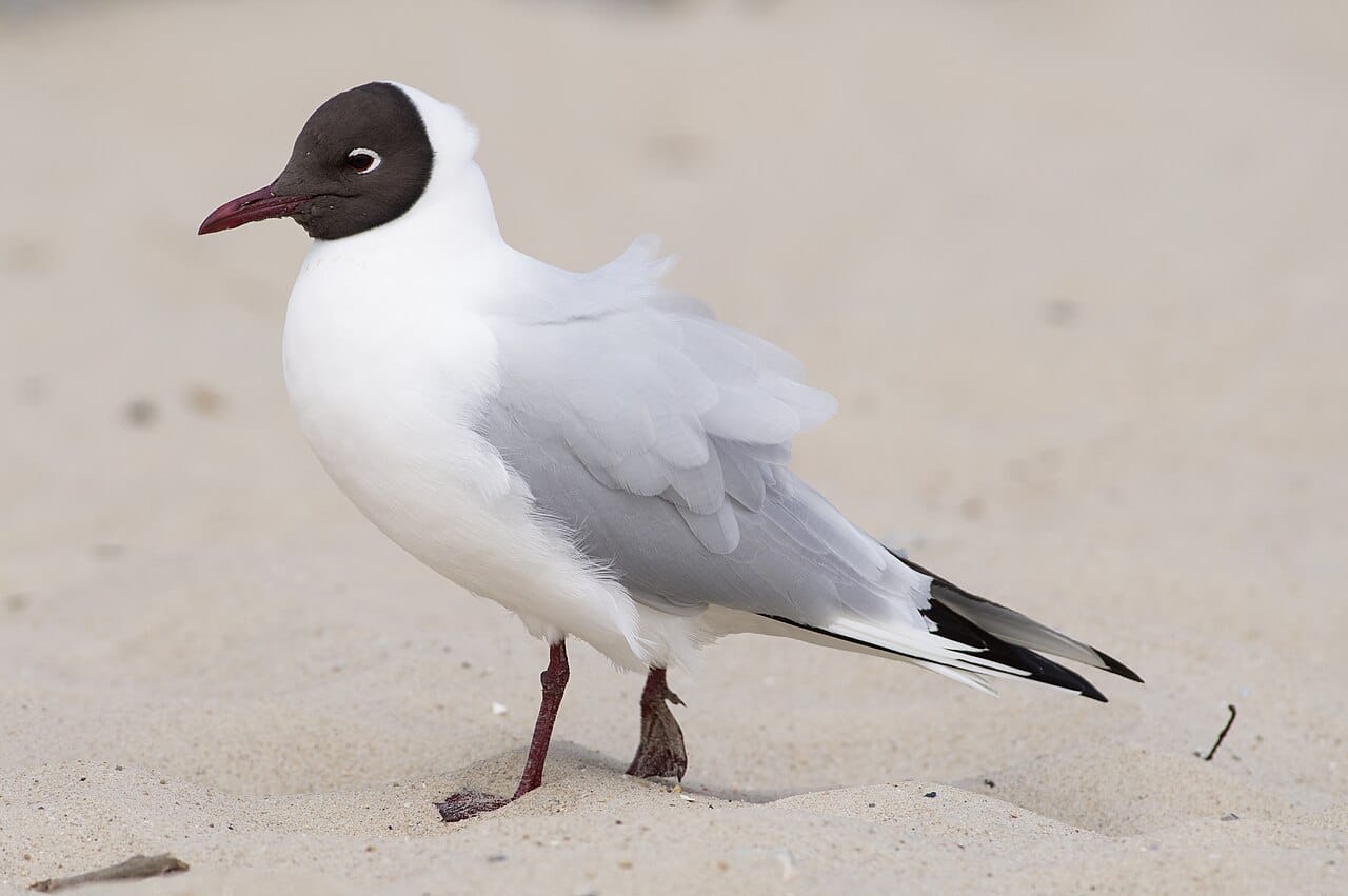 Skrattmås (Chroicocephalus ridibundus) — foto