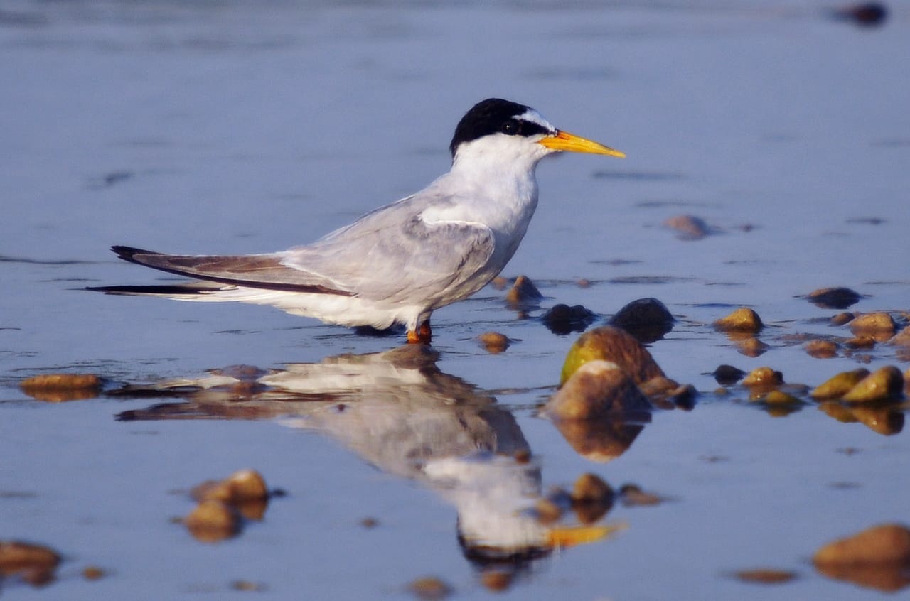 Småtärna (Sternula albifrons) — foto