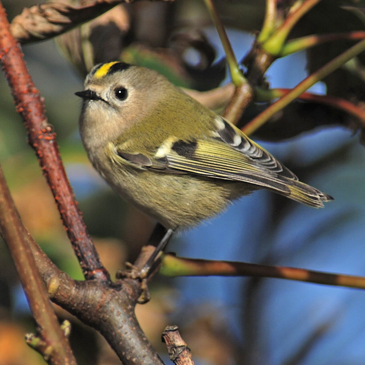 Kungsfågel (Regulus regulus) — foto